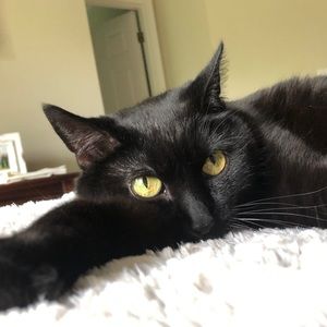 Meet your Posher, Iliana